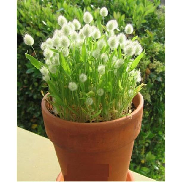 Hạt Giống Cỏ Đuôi Thỏ CT229 - Gói 100 hạt