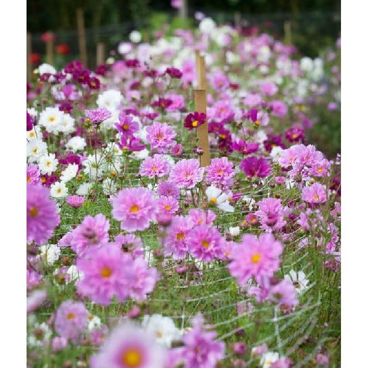 Hạt giống hoa cúc sao nháy hoa cánh kép nhiều màu - 1 gói 100 hạt