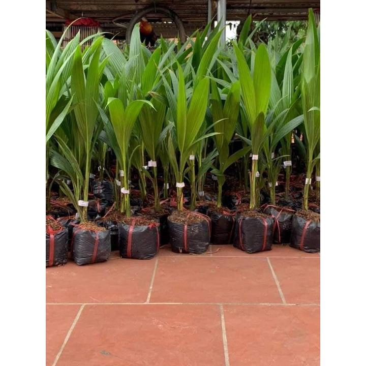 Cây Dừa Xiêm Dứa Lùn Giống