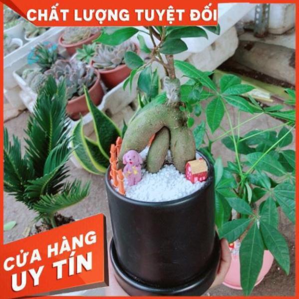 Chậu cây si nhật