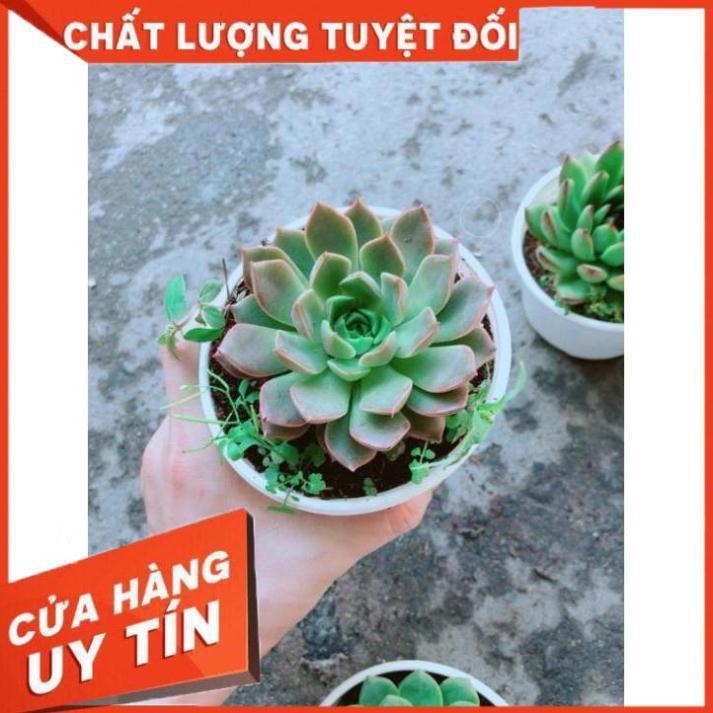 Chậu Sen Đá Hoa Hồng Đen Nhiều Người Mua