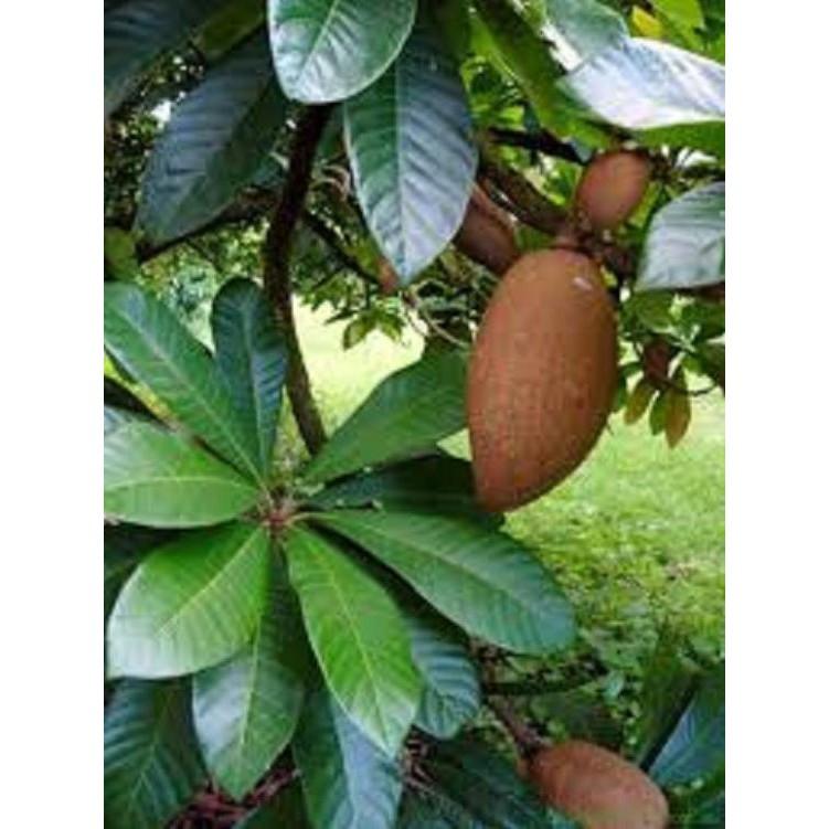 HỒNG XIÊM RUỘT ĐỎ THÁI LAN - Hàng cây giống chuẩn F1