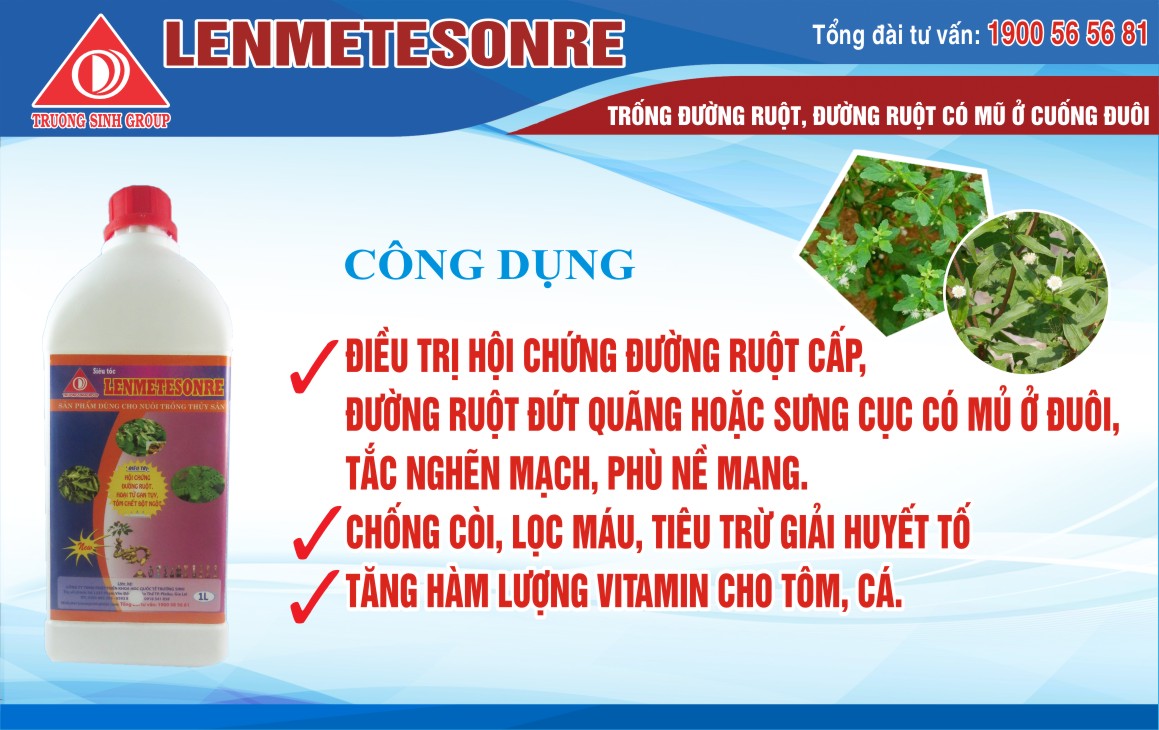 Trị mủ đuôi cho tôm