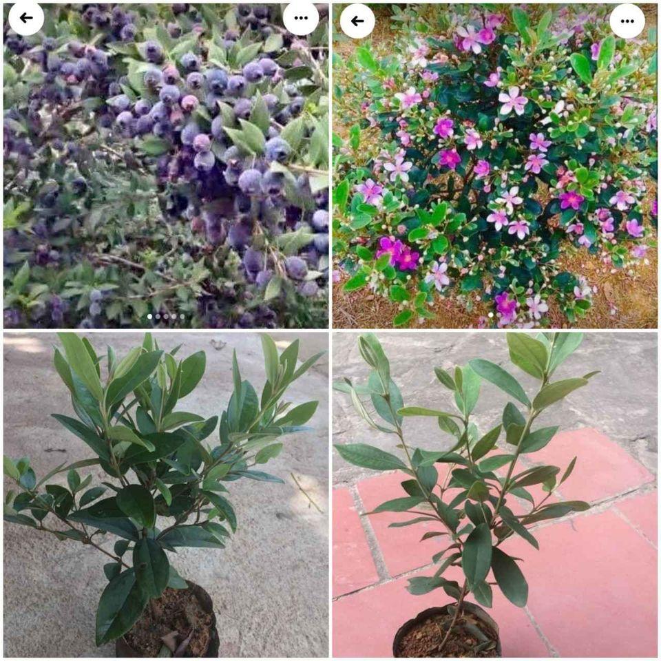 Cây giống sim rừng - làm cảnh và ăn quả