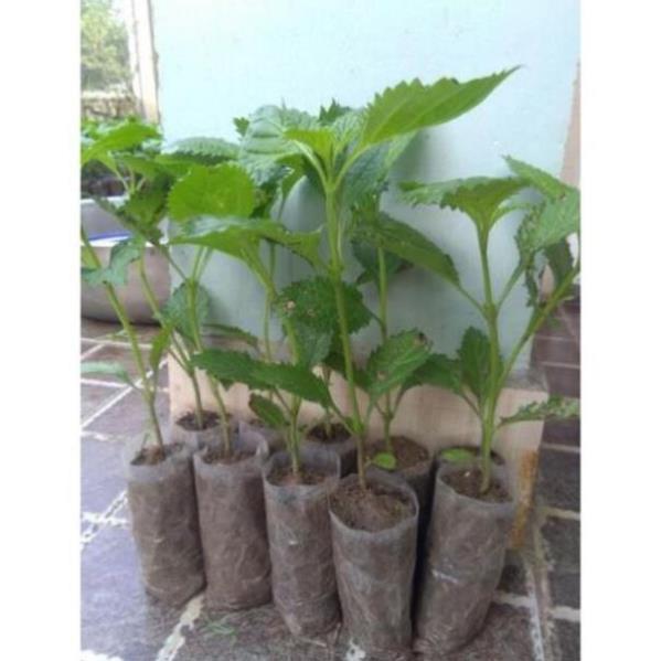 CHUẨN Combo 5 cây đuôi chuột hoa tím