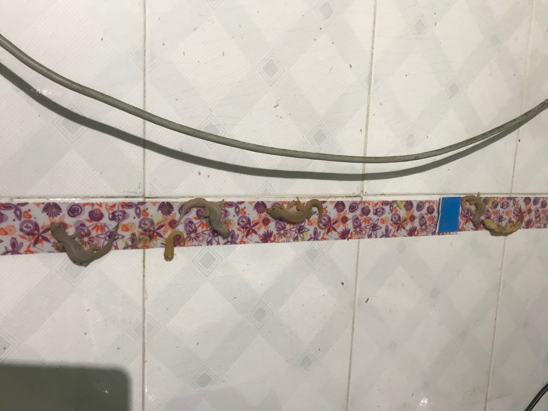 Keo Bẫy Thằn Lằn , Keo dính bắt thằn lằn, thạch sùng, ruồi và các loại côn trùng