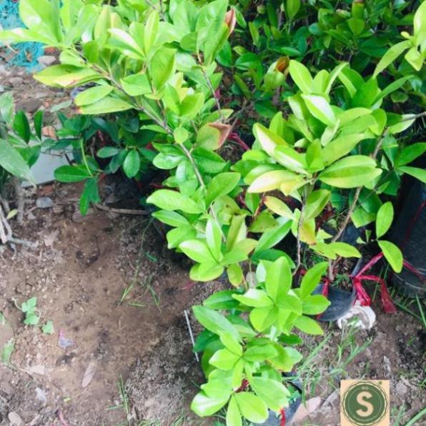 Cây Giống Cherry Brazil Nhiệt Đới - Cây to khỏe cao 80cm