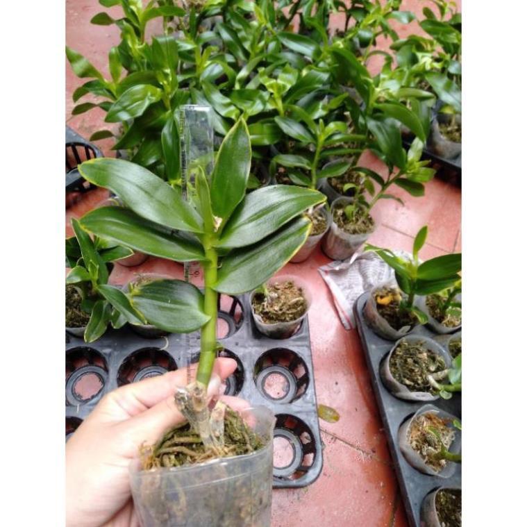 Hoa phong lan trầm lá biên vàng