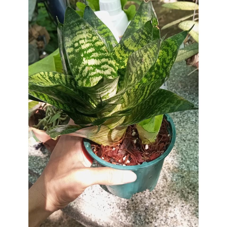 Chậu lưỡi hổ Lùn thích hợp để bàn làm việc