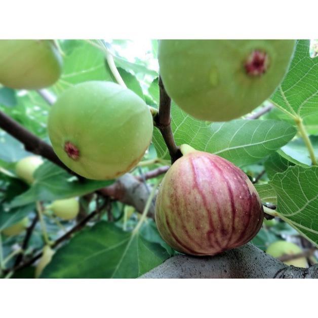 CÂY GIỐNG SUNG NGỌT MỸ F1