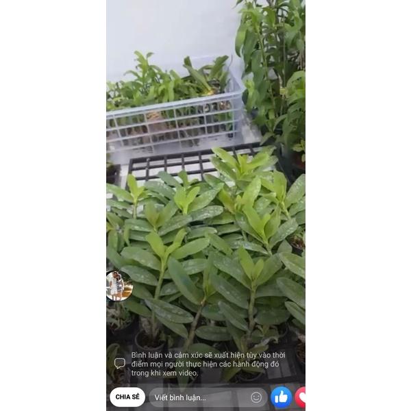 Hoa phong lan - phi điệp hòa bình f21