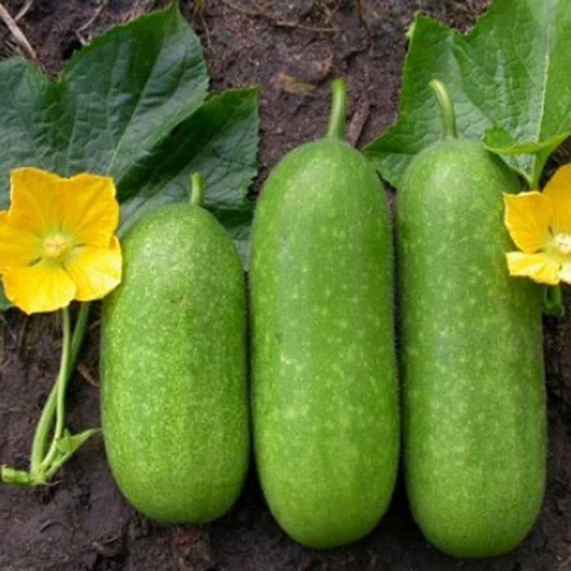 20 HẠT GIỐNG BÍ ĐAO CHANH TRANG NÔNG NĂNG SUẤT CAO