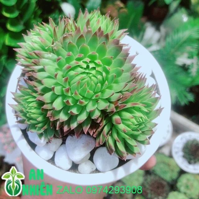 Phật Bà Viền Đỏ Kèm Chậu Sứ