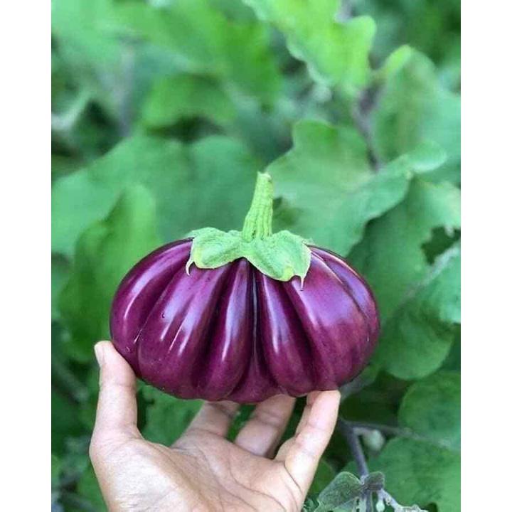 Hạt giống Cà Tím Khía F1 Thái Lan - 1 gói 0.3gr/gói