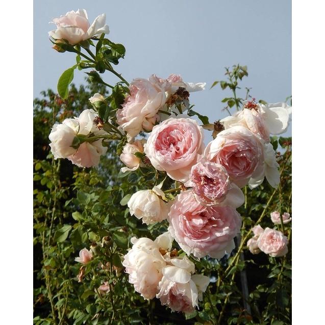 Chậu hoa hồng The Wedgood Rose - hồng leo, hoa thơm