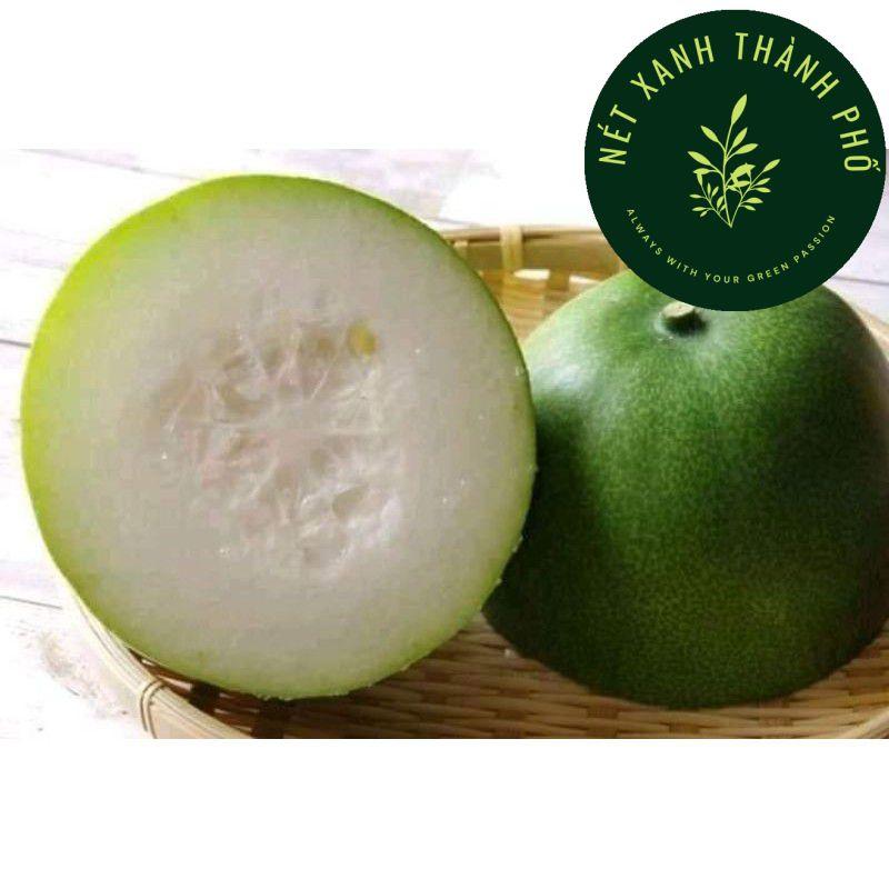 Hạt giống Bí đao trái tròn, 0.2gr
