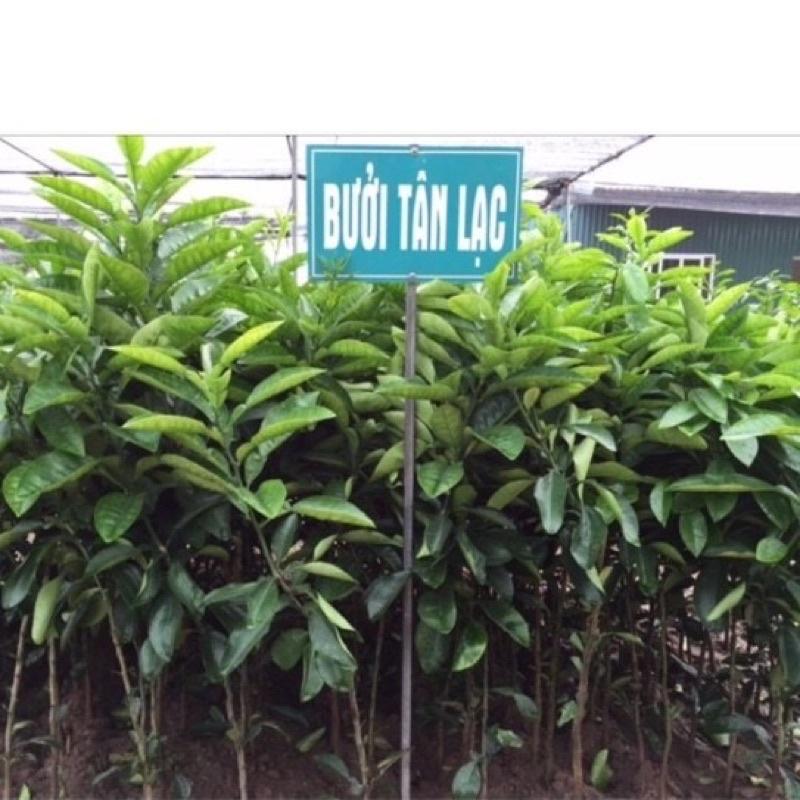 Cây giống bưởi đỏ Tân Lạc cho năng suất cao và ổn định