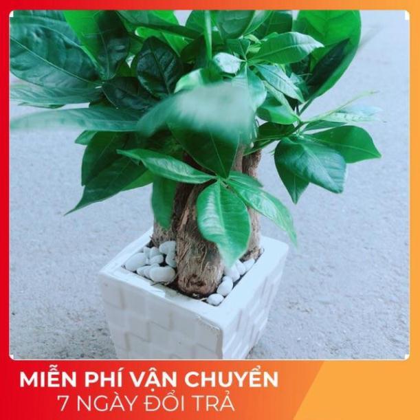 Chậu Kim Ngân 3 Thân