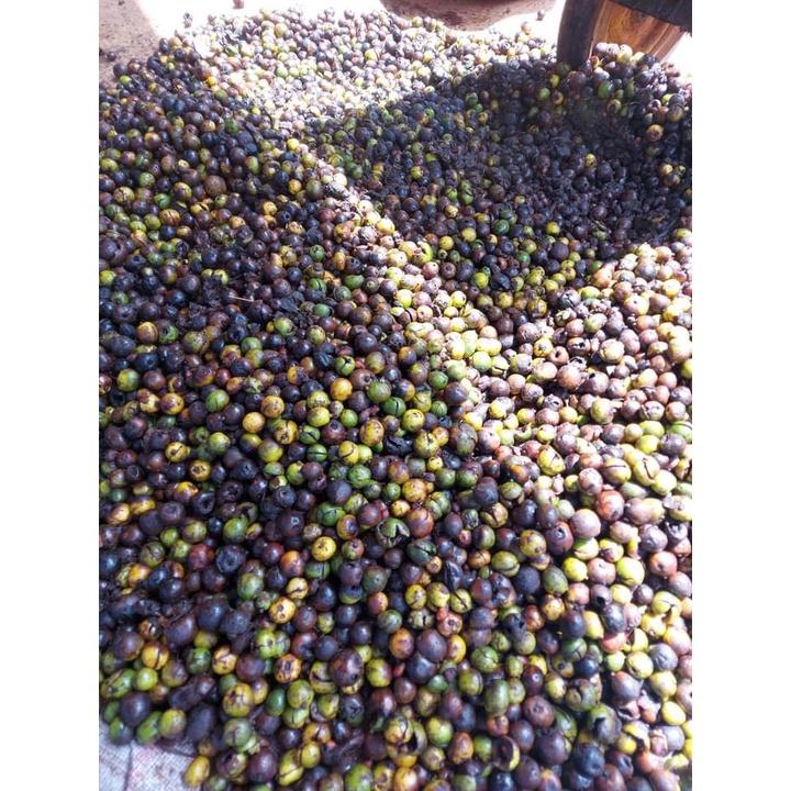 1kg Hạt giống lõi thọ