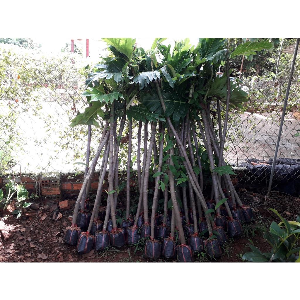 Cây giống Sa Kê .