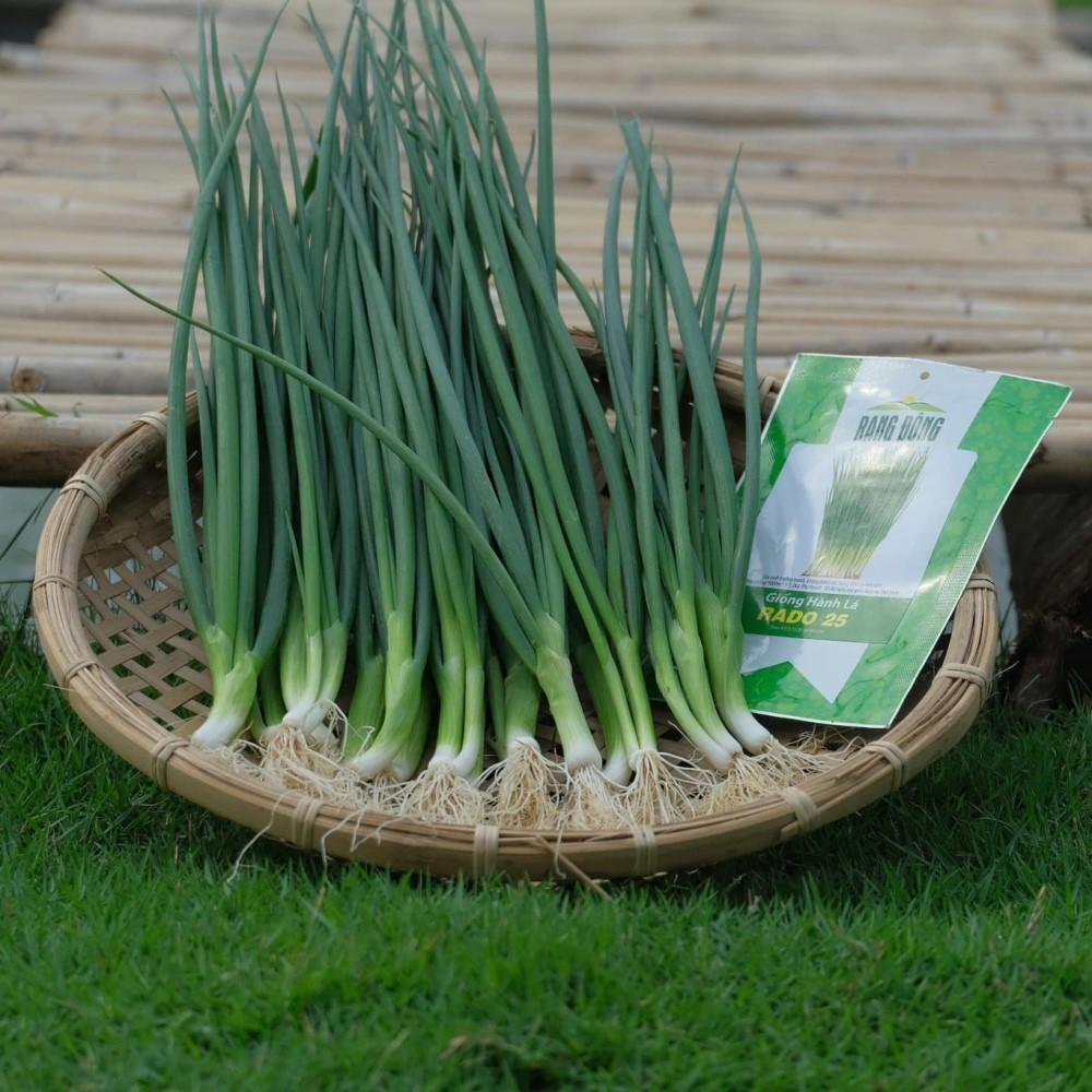 Hạt giống Hành Lá Rado 25 (2,5g~700 hạt) cây phát triển mạnh, trồng quanh năm, dễ chăm sóc - Hạt giống Rạng Đông