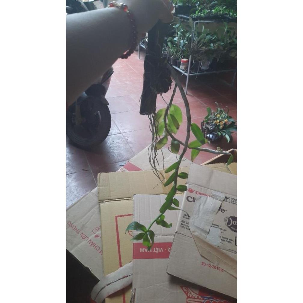 Hoa phong lan phi điệp tím thái