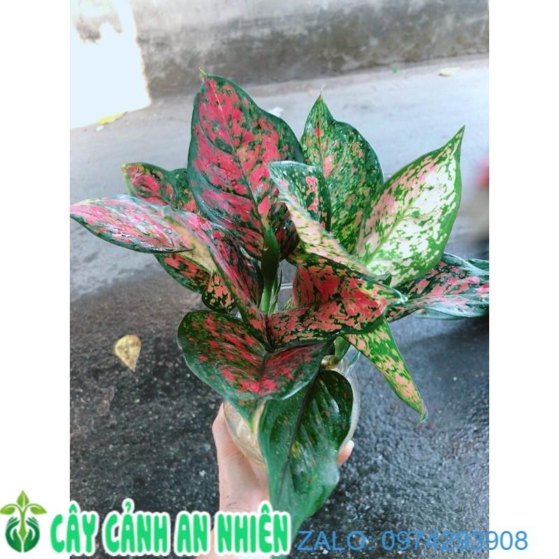 Chậu Cây Vạn Lộc Thuỷ Sinh