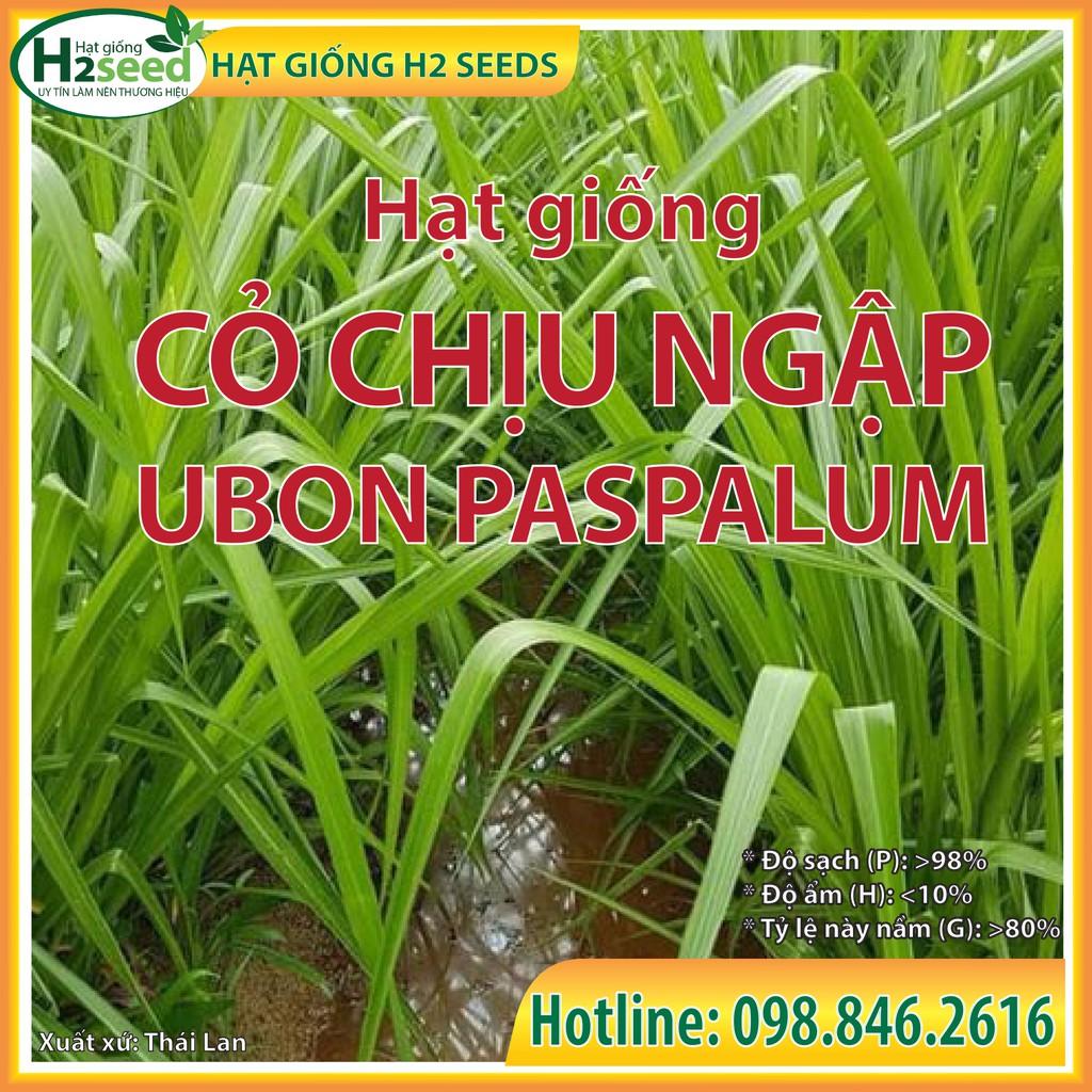 Hạt Giống Cỏ Chịu Ngập Ubon Paspalum - gói 1kg - Hạt Cỏ Năng Suất, Siêu Dinh Dưỡng cho Chăn Nuôi Bò, Dê, Cừu, Thỏ,...
