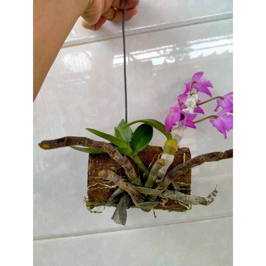Hoa lan trầm tím điện biên