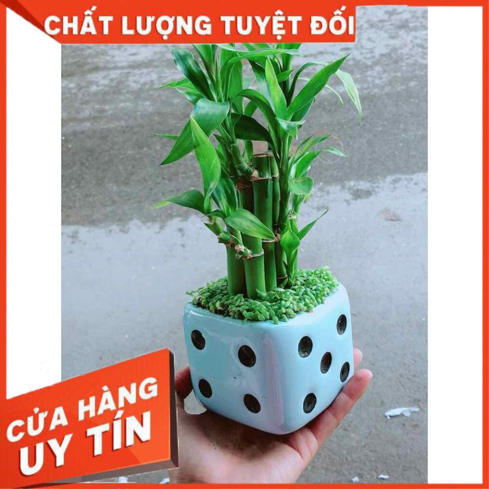 Chậu Trúc Phát Tài Nhiều Người Mua