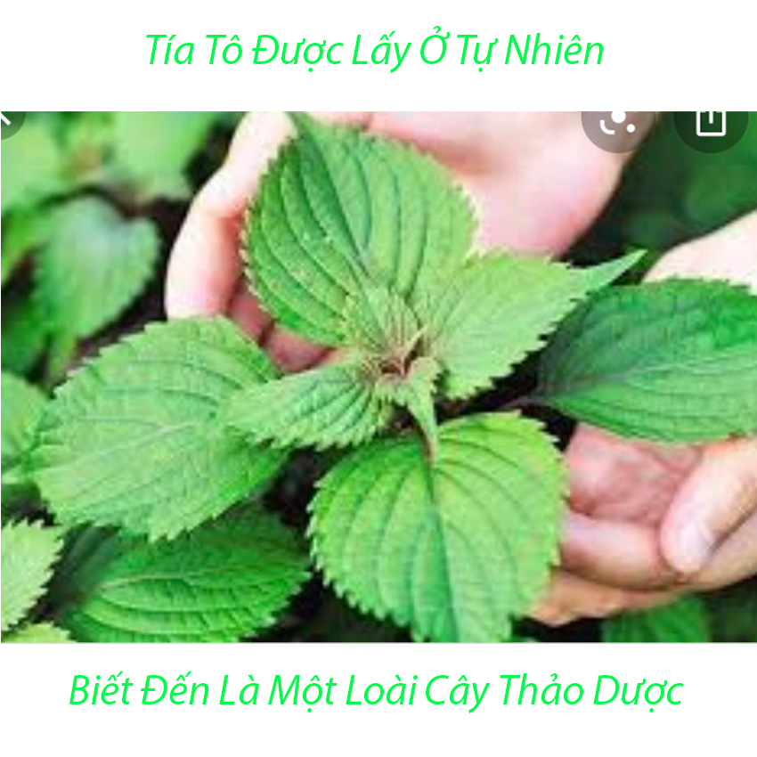 Xà Bông Sinh Dược Tía Tô Sát Khuẩn, Mát Da, Dưỡng Da 100% Làm Từ Thiên Nhiên - Hàng Việt Nam