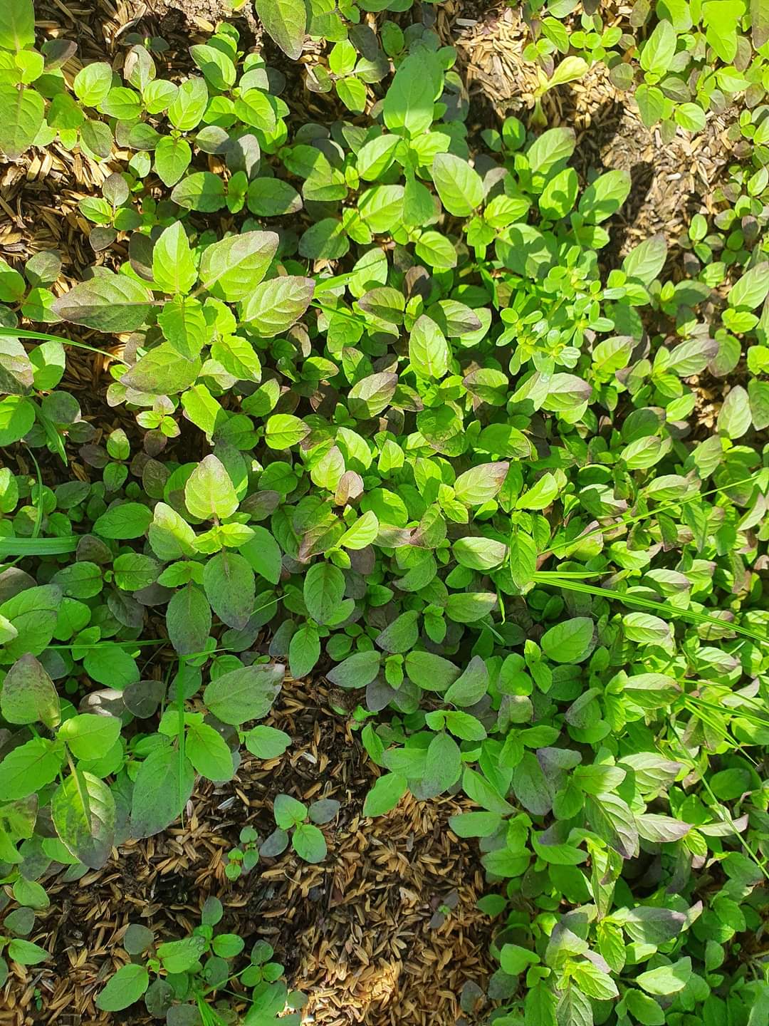 Hạt giống cây hương nhu tía, đóng gói 1gr
