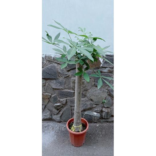 Kim Ngân 1 Thân Lớn