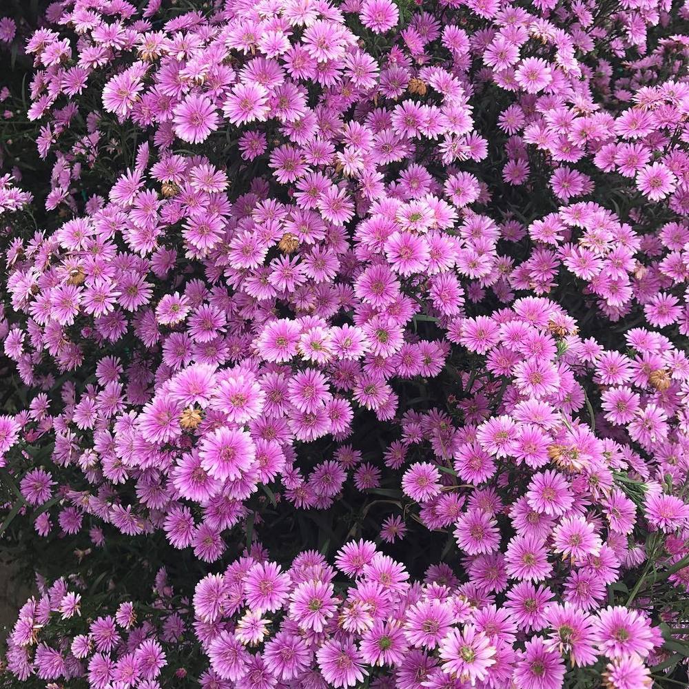 Hạt giống hoa Thạch thảo Tím VTP197