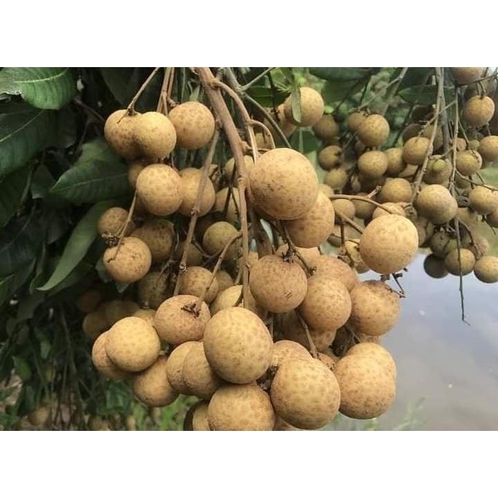 Cây Giống Nhãn Không Hạt Thái Lan