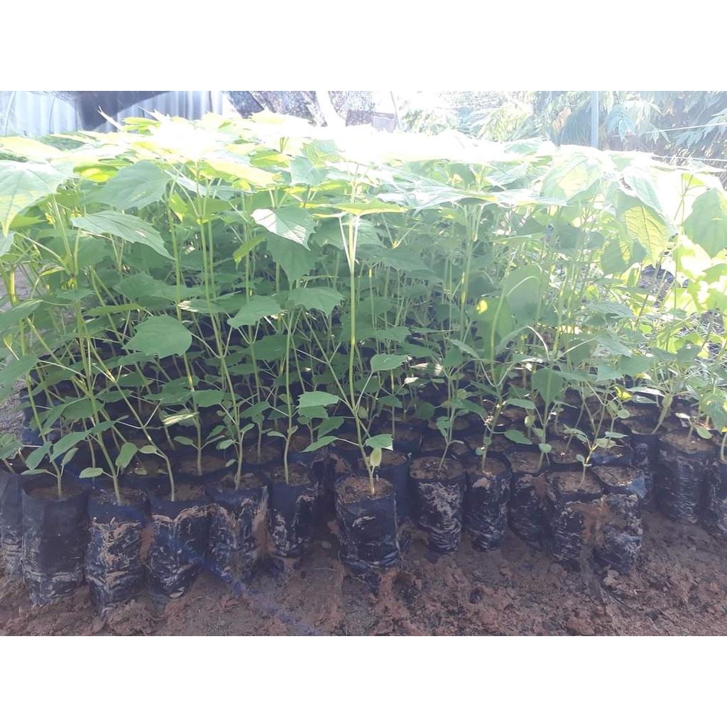 Cây giống lõi thọ
