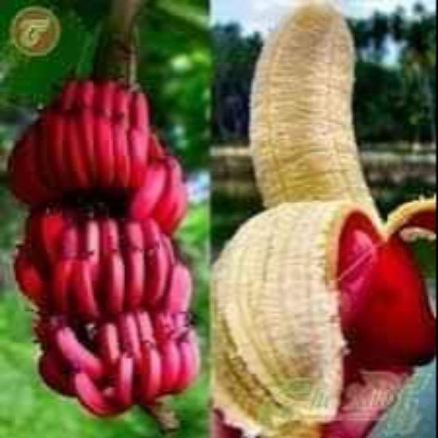 CÂY GIỐNG CHUỐI ĐỎ