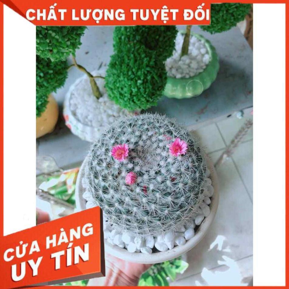 Chậu xương rồng nở hoa Nhiều Người Mua