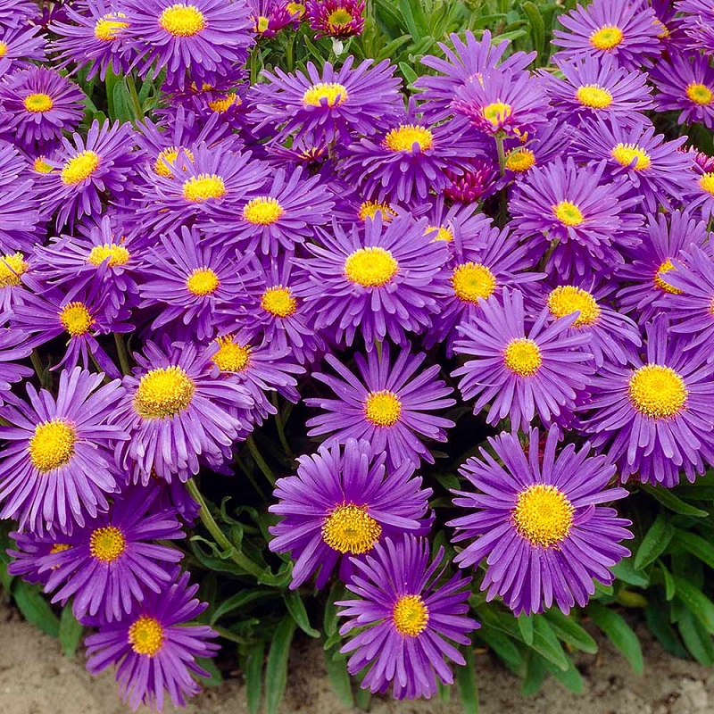 Hạt giống hoa Thạch thảo Tím VTP197