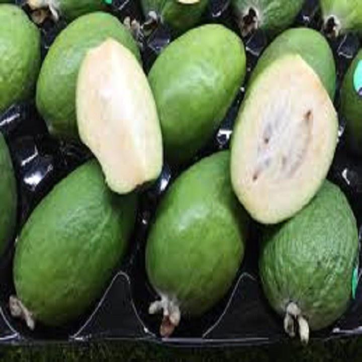 CÂY GIỐNG ỔI DỨA SIÊU QUẢ SIÊU KINH TẾ-CAM KẾT GIỐNG CHUẨN F1 - cgodnzlf1