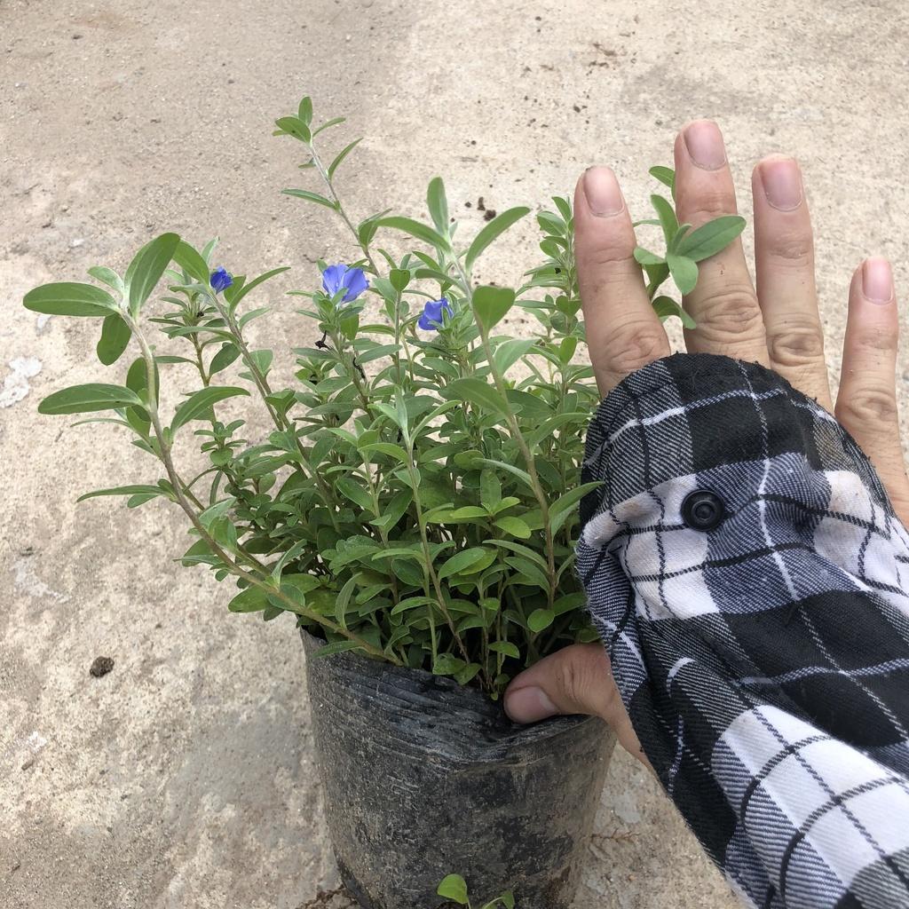 Cây hoa thanh tú, chiều cao 15cm nhánh sum suê dễ chăm sóc thích hợp trang trí ban công cảnh quan sân vườn