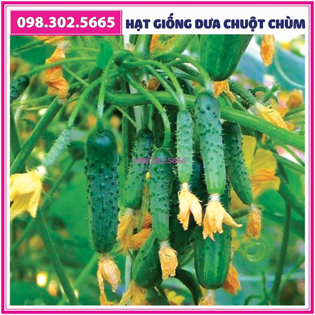 10 gói Hạt giống dưa chuột chùm - gói 0,5 gam - dưa chuột bao tử F1 - Dưa leo chùm