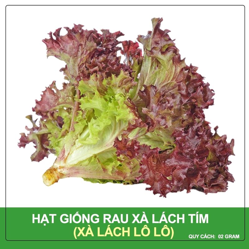 Hạt giống Xà Lách Tím, Là Loại Rau Ăn Sống, Ăn Giòn Và Ngọt, Màu Sắc Đẹp, Năng Suất Cao - Nông Sản Vàng