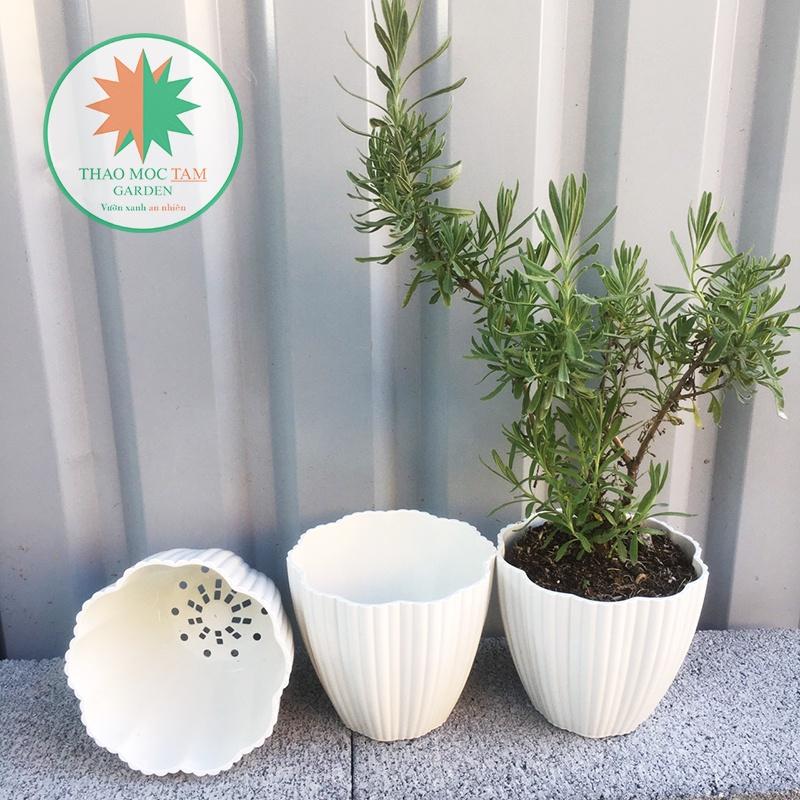 10 Chậu Hoa Mai 15x13cm – Chậu nhựa trắng dày đẹp, trồng cây trồng hoa trang trí