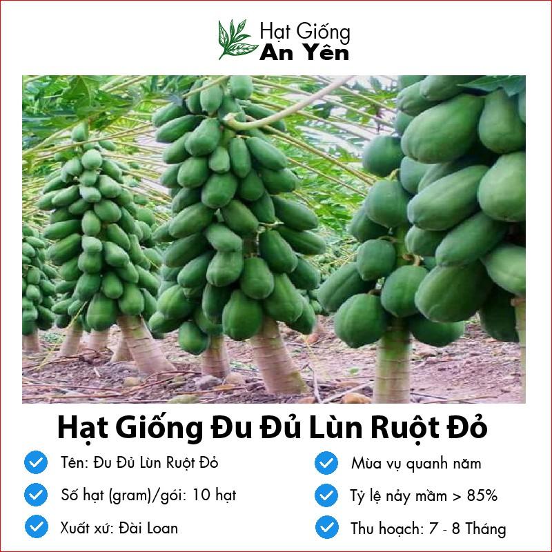 Hạt giống Đu Đủ Lùn Ruột Đỏ thu hoạch sớm, dễ trồng, nảy mầm cao, sinh trưởng khoẻ