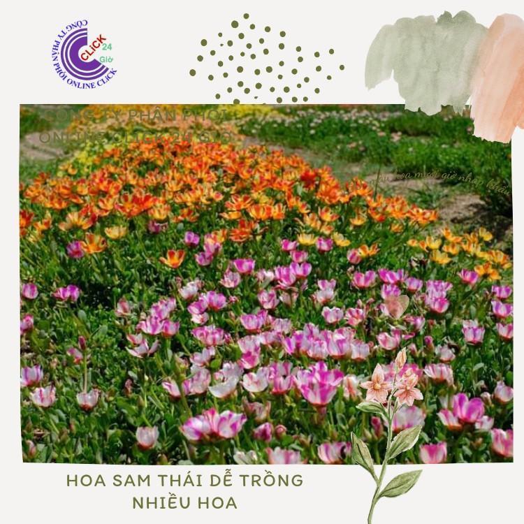 1 Ký Cành Giống Hoa Sam Nhiều Màu Hoa To ComBo 30 Màu Chuẩn Sam Thái Nhập Khẩu Hoa Mười Giờ Bonsai &amp; Phụ Kiện