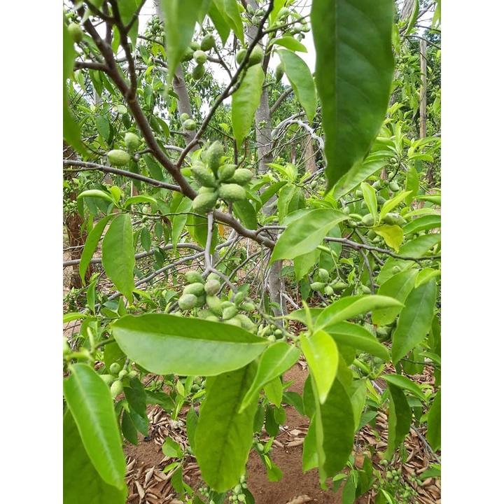 Cây giống dổi nếp lấy hạt