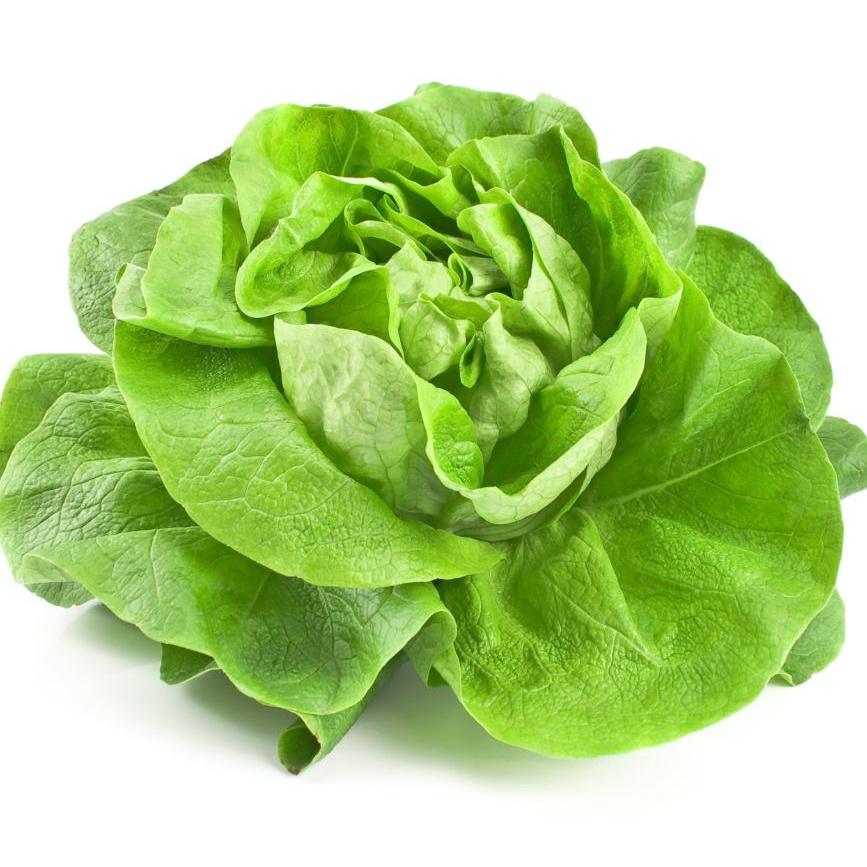 Hạt giống rau xà lách đăm xanh cao sản CT101 - Gói 2gram