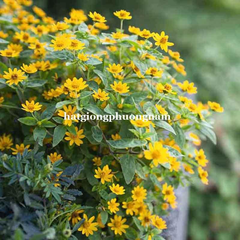 20H - HẠT GIỐNG HOA CÚC MẶT TRỜI