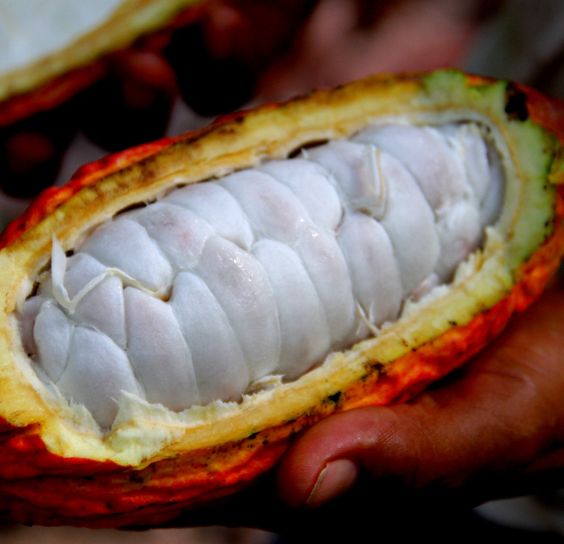 BỘT CACAO CRIOLLO HỮU CƠ PERU